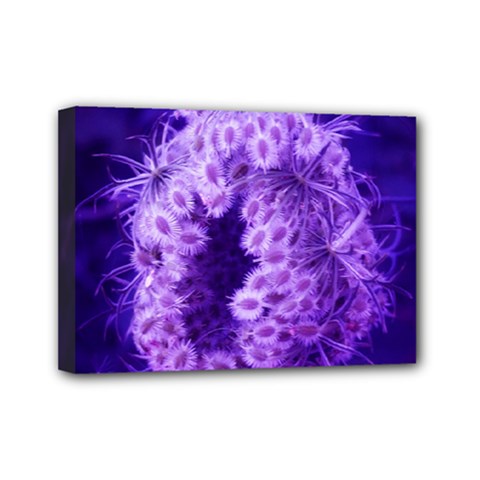 Dark Purple Closing Queen Annes Lace Mini Canvas 7  X 5  (stretched) by okhismakingart