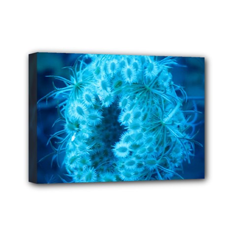 Blue Closing Queen Annes Lace Mini Canvas 7  X 5  (stretched) by okhismakingart