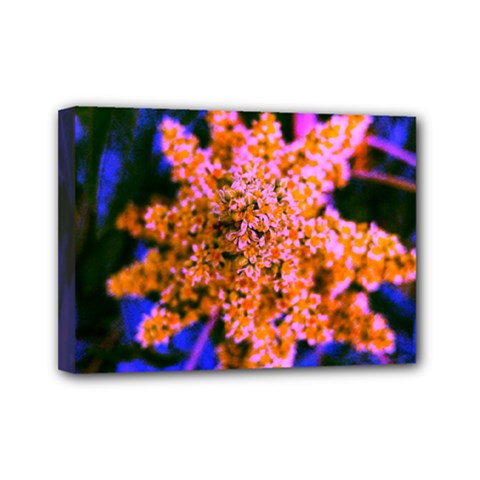 Yellow, Pink, And Blue Sumac Bloom Mini Canvas 7  X 5  (stretched) by okhismakingart