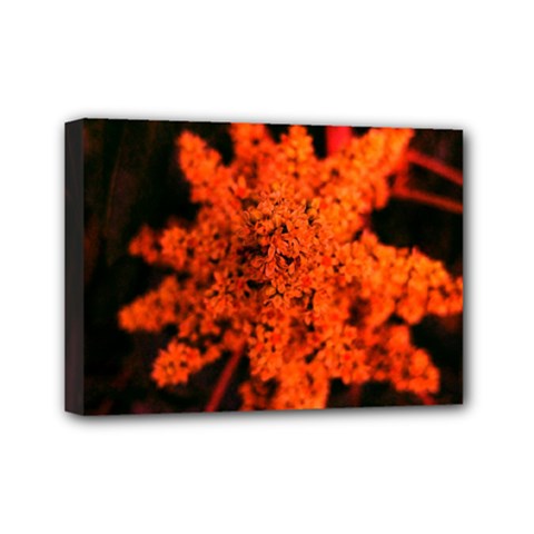 Orange Sumac Bloom Mini Canvas 7  X 5  (stretched) by okhismakingart