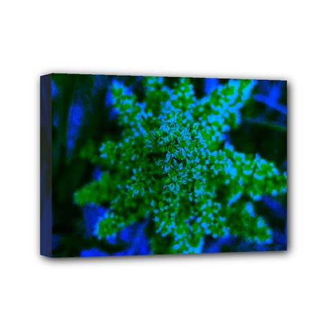 Blue And Green Sumac Bloom Mini Canvas 7  X 5  (stretched) by okhismakingart