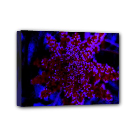 Maroon And Blue Sumac Bloom Mini Canvas 7  X 5  (stretched) by okhismakingart