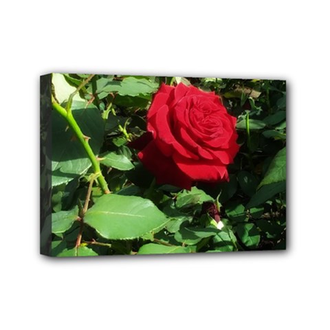 Deep Red Rose Mini Canvas 7  X 5  (stretched) by okhismakingart