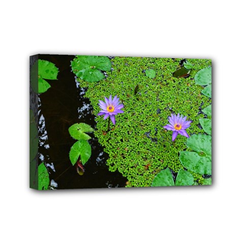 Lily Pond Mini Canvas 7  X 5  (stretched) by okhismakingart