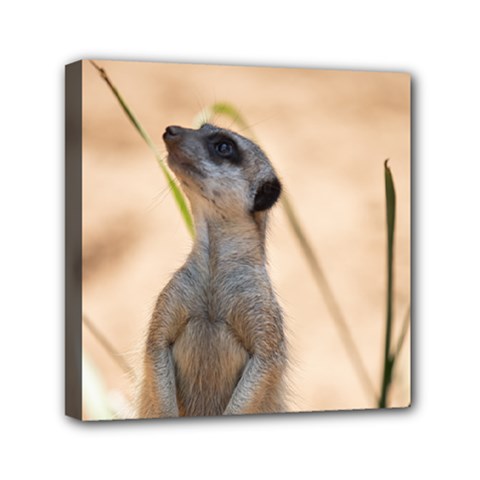 Meercat Mini Canvas 6  X 6  (framed) by Cbth
