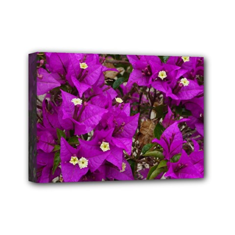 Bougainvillea  Mini Canvas 7  X 5  (stretched) by okhismakingart