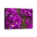 Bougainvillea  Mini Canvas 7  x 5  (Stretched) View1