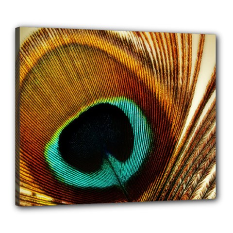 Feather Peacock Feather Peacock Canvas 24  X 20  (stretched) by Nexatart