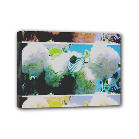 Faded Snowball Branch Collage (ii) Mini Canvas 7  X 5  (stretched) by okhismakingart