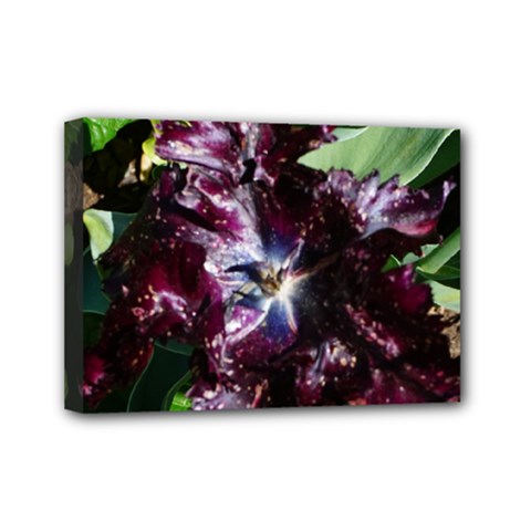 Galaxy Tulip Mini Canvas 7  X 5  (stretched) by okhismakingart