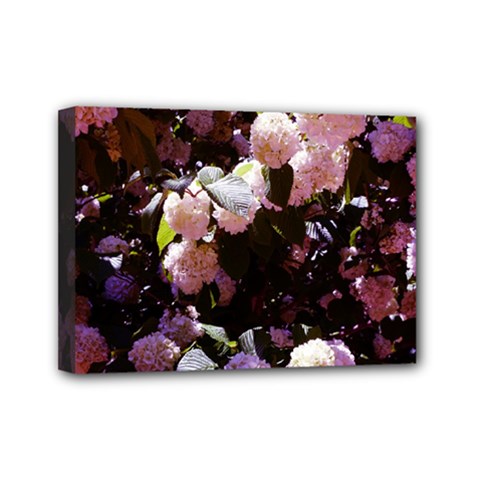 Purple Snowballs Mini Canvas 7  X 5  (stretched) by okhismakingart
