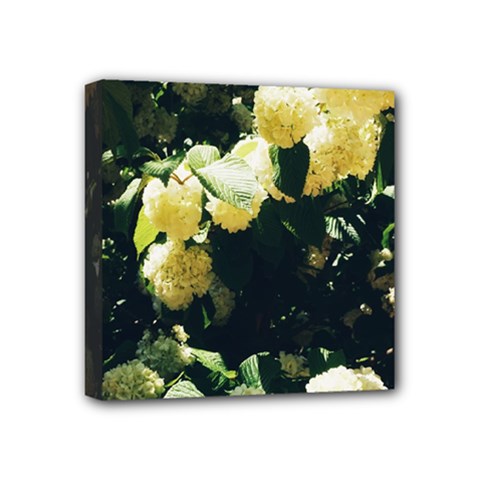 Yellow Snowballs Ii Mini Canvas 4  X 4  (stretched) by okhismakingart