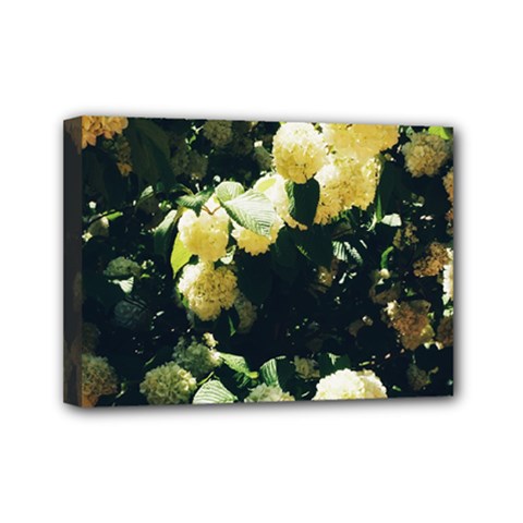 Yellow Snowballs Ii Mini Canvas 7  X 5  (stretched) by okhismakingart