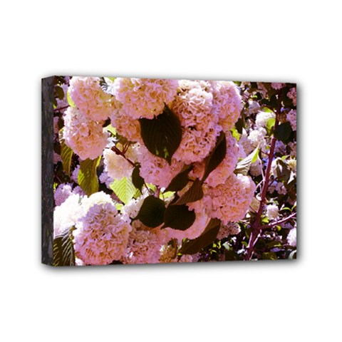 Pink Snowballs Mini Canvas 7  X 5  (stretched) by okhismakingart