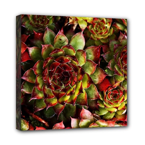 Plant Succulents Succulent Mini Canvas 8  X 8  (stretched) by Pakrebo
