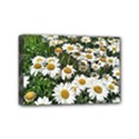 Columbus Commons Shasta Daisies Mini Canvas 6  x 4  (Stretched) View1