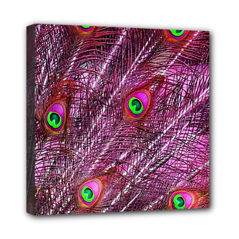Peacock Feathers Color Plumage Mini Canvas 8  X 8  (stretched) by Sapixe