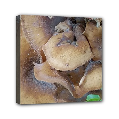 Close Up Mushroom Abstract Mini Canvas 6  X 6  (stretched) by Fractalsandkaleidoscopes