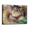 Close Up Mushroom Abstract Canvas 16  x 12  (Stretched) View1
