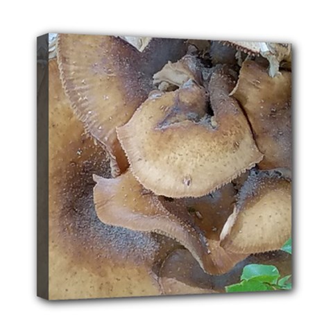 Close Up Mushroom Abstract Mini Canvas 8  X 8  (stretched) by Fractalsandkaleidoscopes