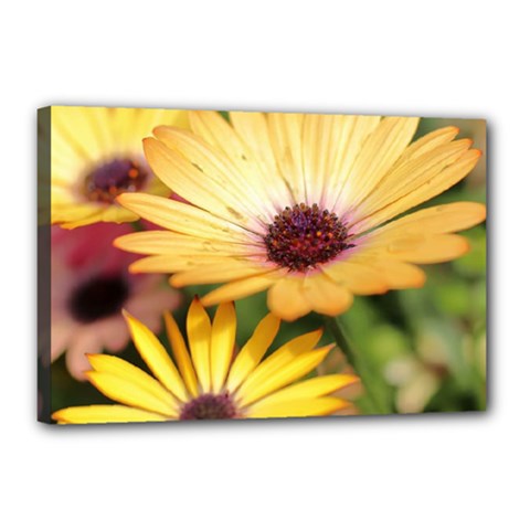 Yellow Flowers Canvas 18  X 12  (stretched) by Sparkle
