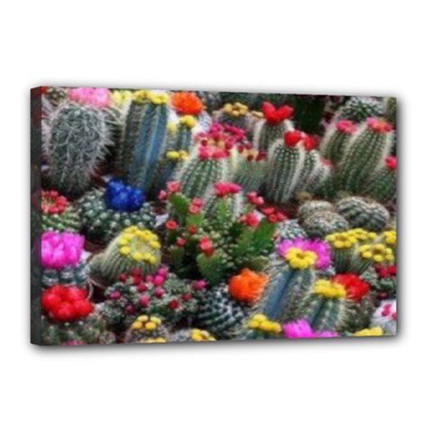 Cactus Canvas 18  X 12  (stretched) by Sparkle