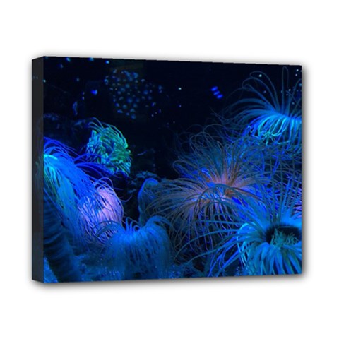 Photo D aquarium Canvas 10  X 8  (stretched) by kcreatif