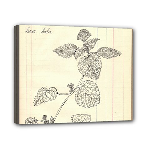 Lemon Balm Canvas 10  X 8  (stretched) by Limerence