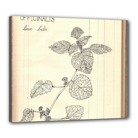 Lemon Balm Canvas 24  X 20  (stretched) by Limerence