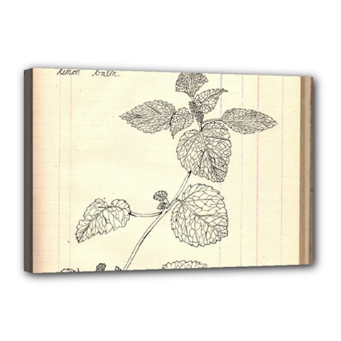 Lemon Balm Canvas 18  X 12  (stretched) by Limerence