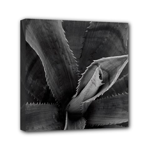 The Agave Heart Mini Canvas 6  X 6  (stretched) by DimitriosArt