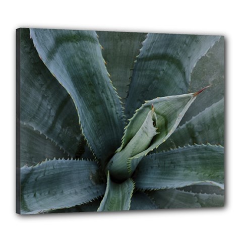 The Agave Heart Under The Light Canvas 24  X 20  (stretched) by DimitriosArt