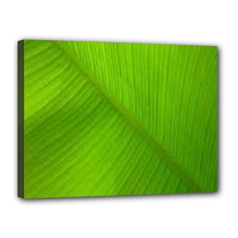 Banana Leaf Canvas 16  X 12  (stretched) by artworkshop