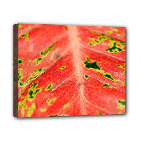 Aglonema Leaf Plant Pattern Flora Canvas 10  X 8  (stretched) by Amaryn4rt