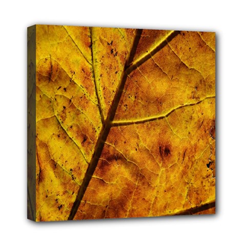 Leaf Leaf Veins Fall Mini Canvas 8  X 8  (stretched) by artworkshop