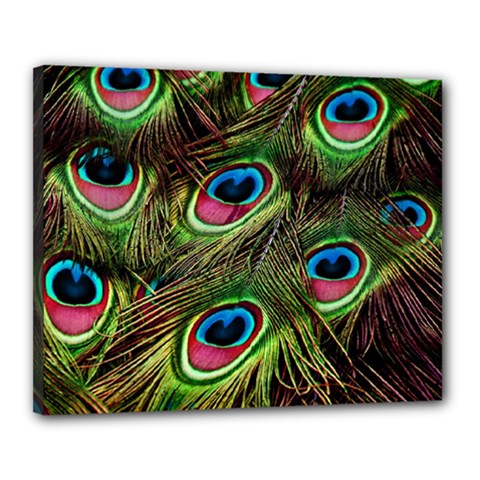 Peacock Feathers Color Plumage Canvas 20  X 16  (stretched) by Celenk