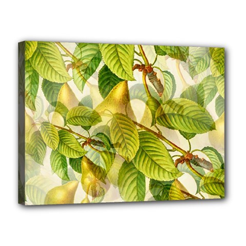 Pear Fruit Tree Organic Pattern Canvas 16  X 12  (stretched) by Wegoenart