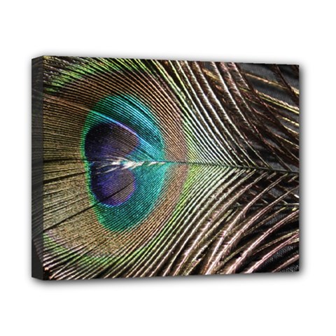 Peacock Canvas 10  X 8  (stretched) by StarvingArtisan