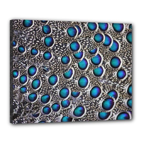Peacock Pattern Close Up Plumage Canvas 20  X 16  (stretched) by Celenk