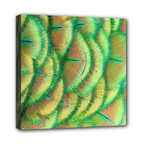 Beautiful-peacock Mini Canvas 8  X 8  (stretched) by uniart180623