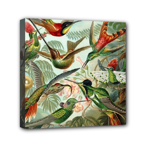 Humming Birds Trochilidae Mini Canvas 6  X 6  (stretched) by Pakjumat