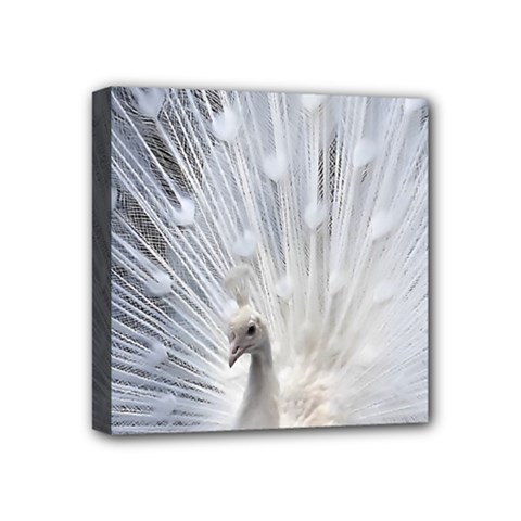 White Peacock Bird Mini Canvas 4  X 4  (stretched) by Ndabl3x