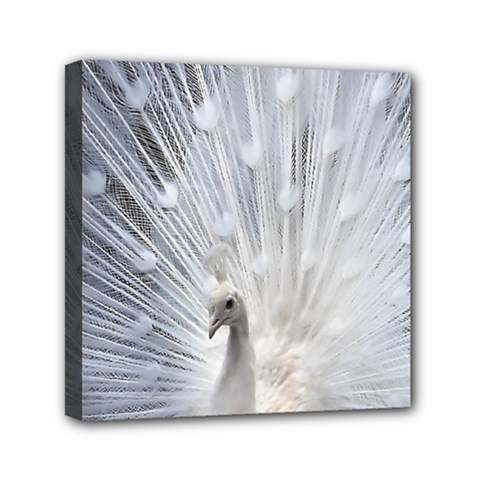 White Peacock Bird Mini Canvas 6  X 6  (stretched) by Ndabl3x