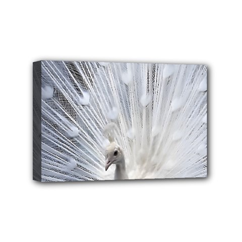 White Peacock Bird Mini Canvas 6  X 4  (stretched) by Ndabl3x