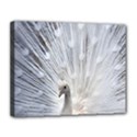 White Peacock Bird Canvas 14  x 11  (Stretched) View1