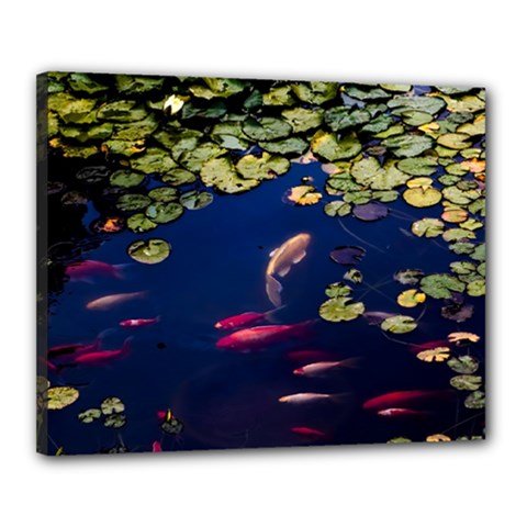 Koi Fish Carp Canvas 20  X 16  (stretched) by Cemarart