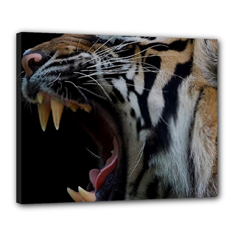 Angry Tiger Roar Canvas 20  X 16  (stretched) by Cemarart