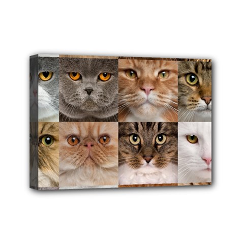 Breeds Of Cats Collage Mini Canvas 7  X 5  (stretched) by kyorashop23