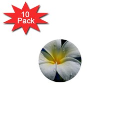 Frangipani Tropical Flower 10 Pack Mini Button (round) by Koalasandkangasplus