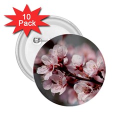 Plum Blossoms 2 25  Buttons (10 Pack)  by trendistuff